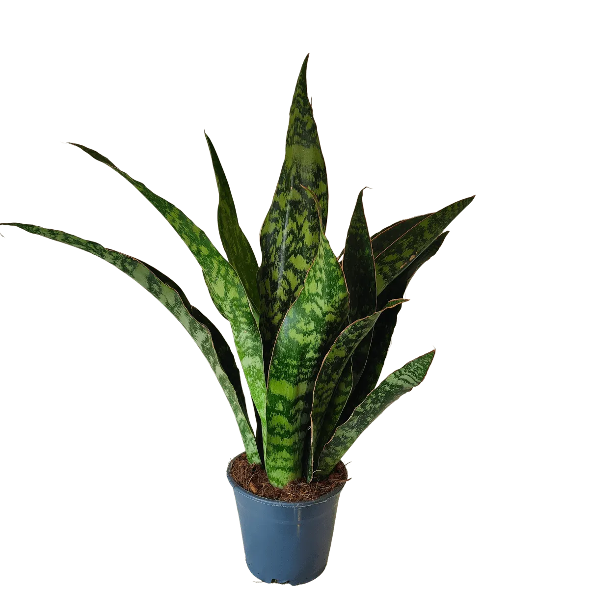 SANSEVIERIA AUBRY. “Dragon” - Brestovac