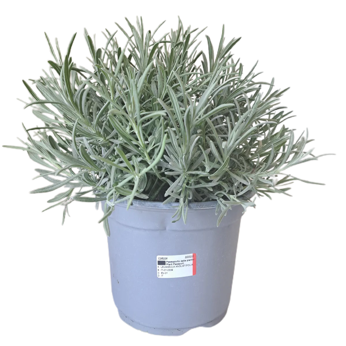 lavandula angustifolia - slika 2