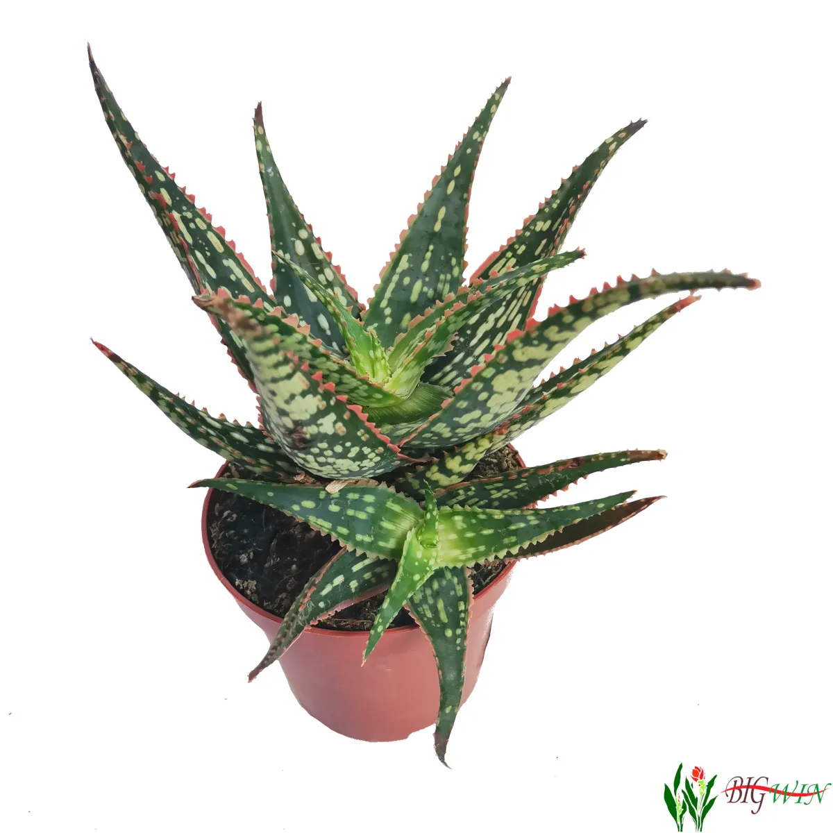 ALOE “Carola” - Brestovac
