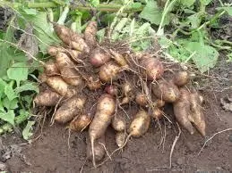 Yacon sadnica - Donja Bistra, Bistra