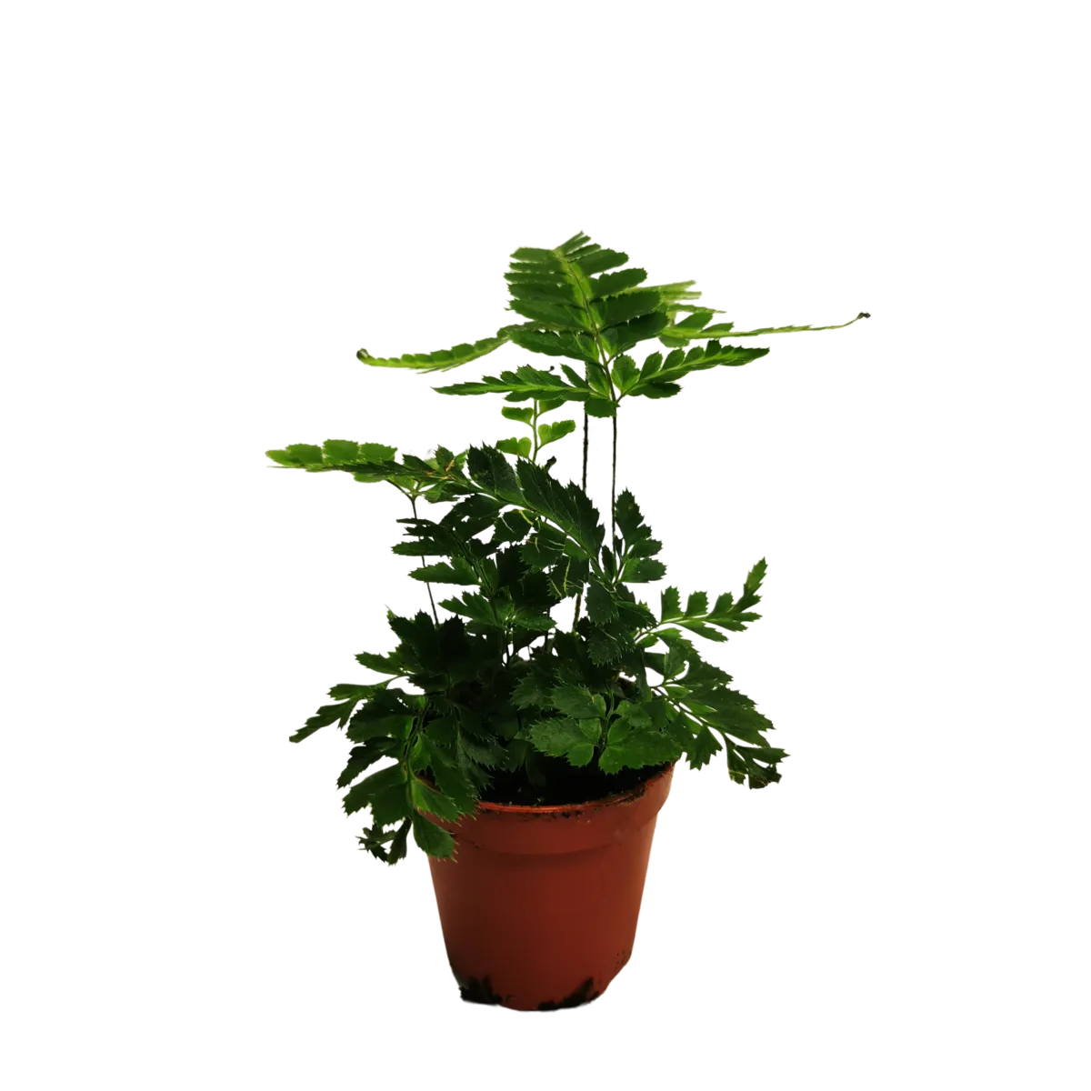 rumohra adiantiformis “variegata” - slika 3