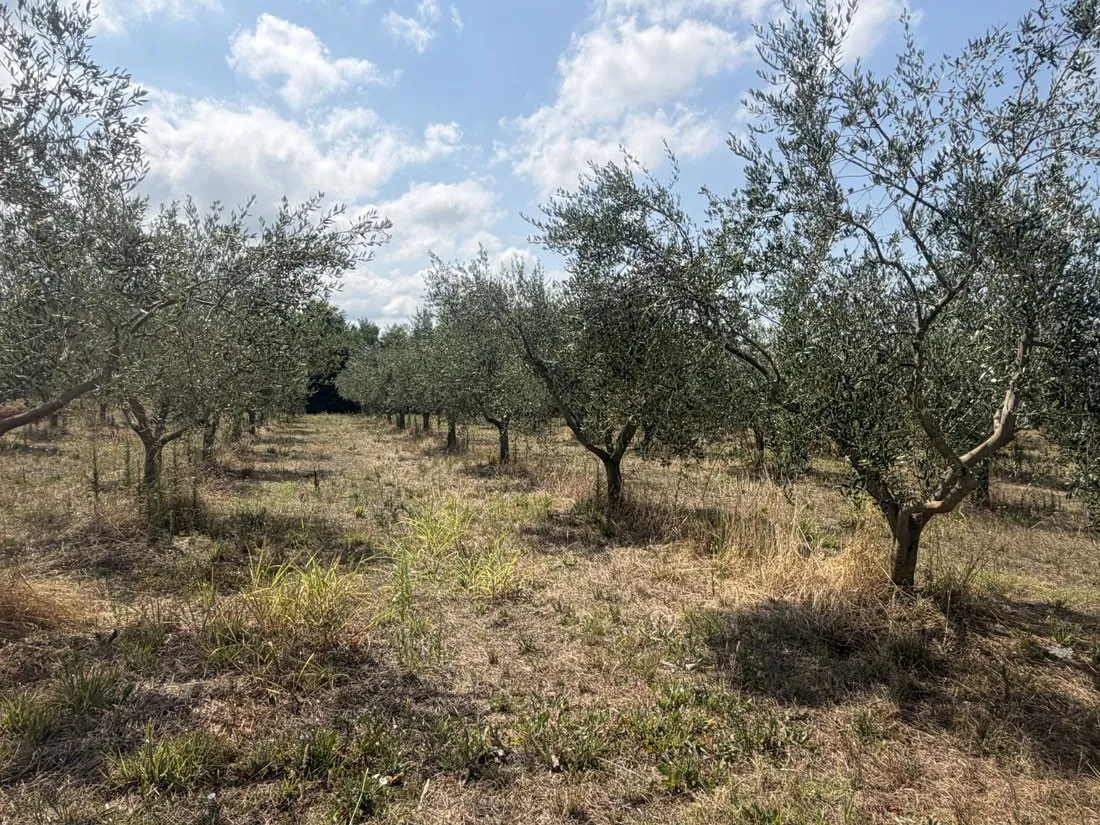 maslinik u rodu – 98 stabala na 3.360 m², kaštelir – okolica, pz-249-1 - slika 4