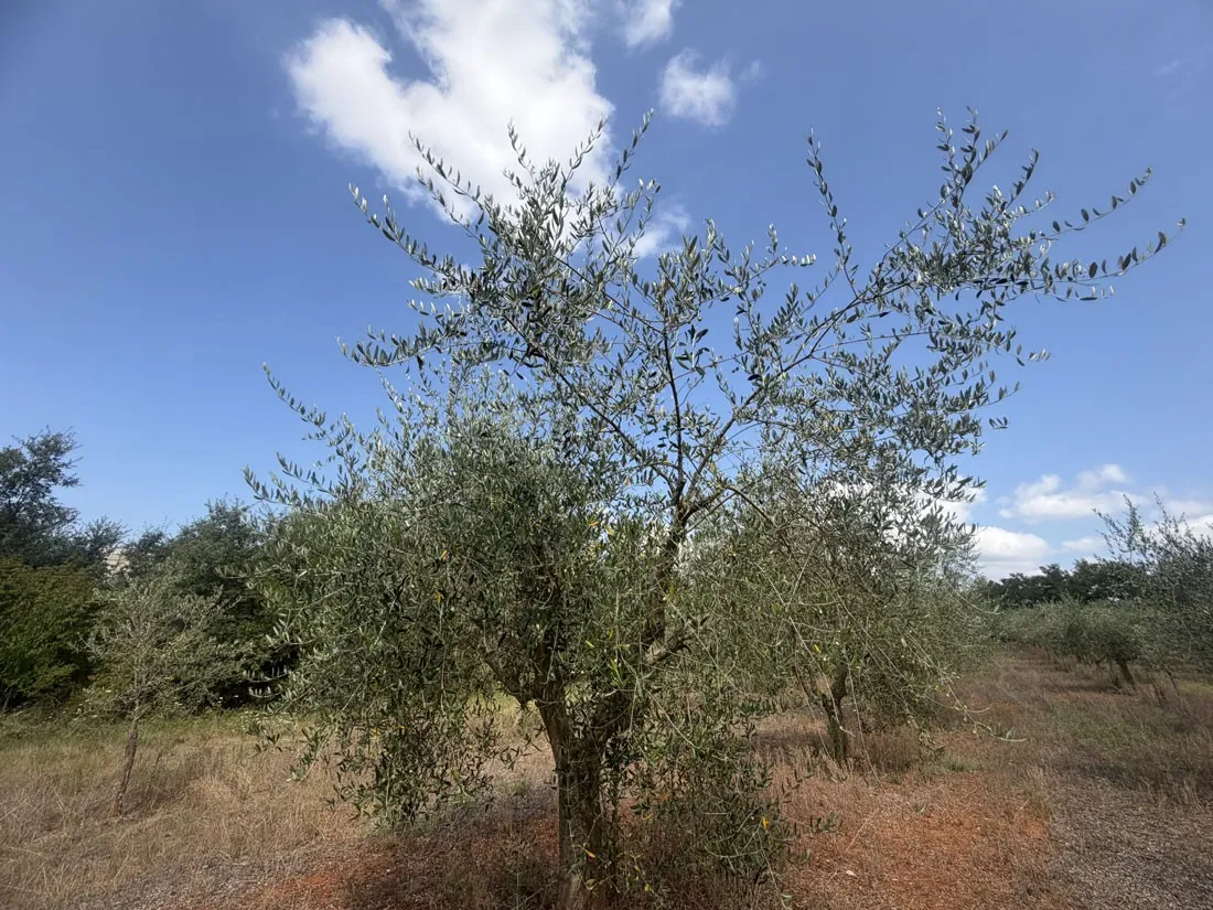 maslinik u rodu – 152 stabla na 4830 m², kaštelir – okolica, pz-249-2 - slika 4