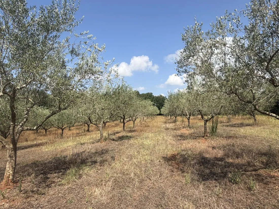 maslinik na 12101m2, 240 stabala u rodu – kaštelir – okolica, pz-249-3 - slika 4
