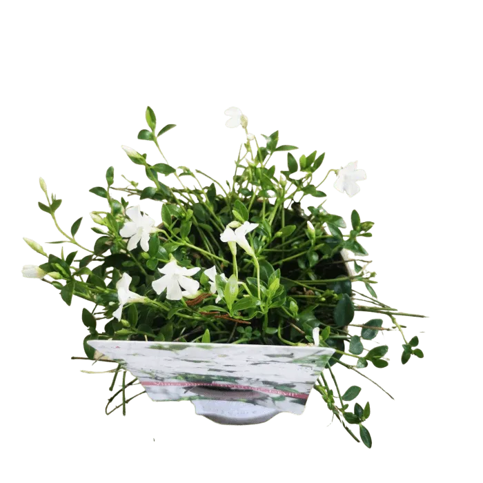 Vinca Minor - Nurkovac, Brestovac