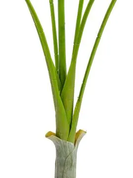 europalms areca palm with big leaves, 180cm - slika 2