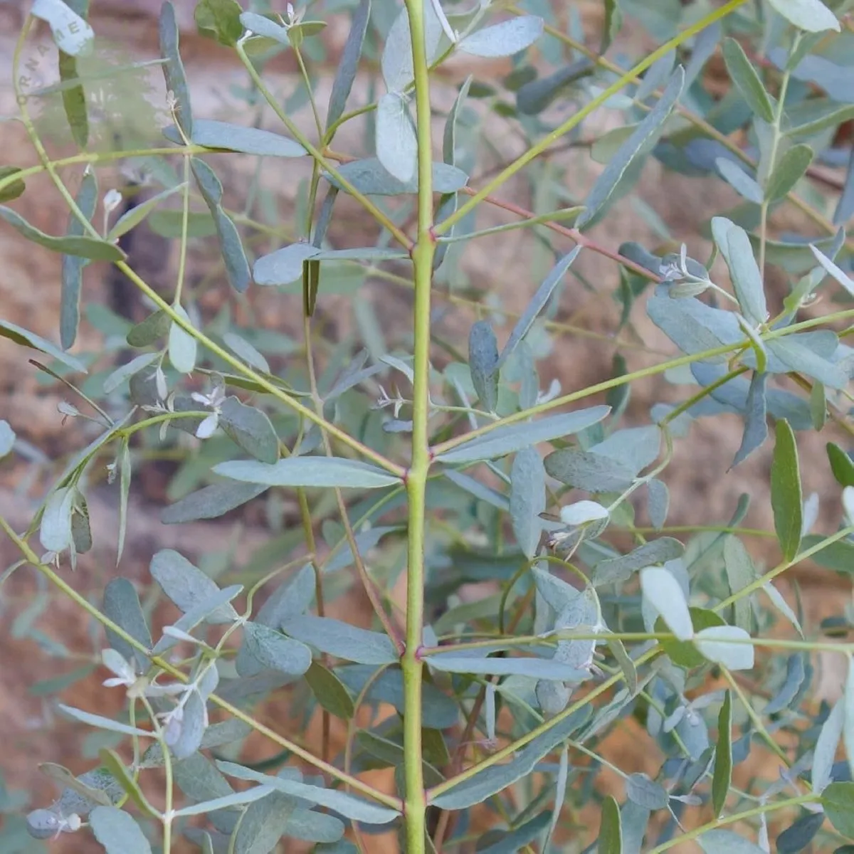 eucalyptus gunnii - slika 4
