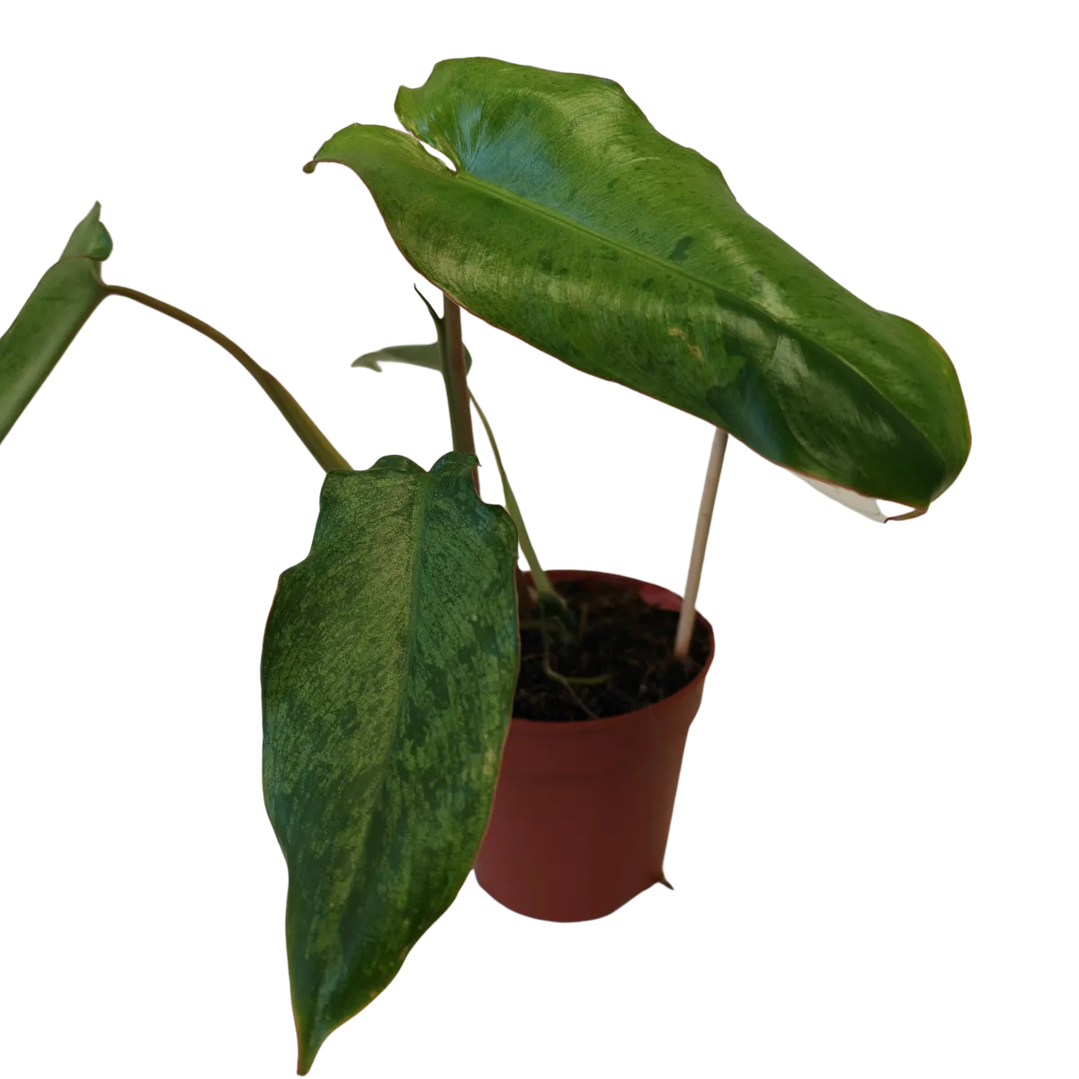philodendron “paraiso verde” - slika 2