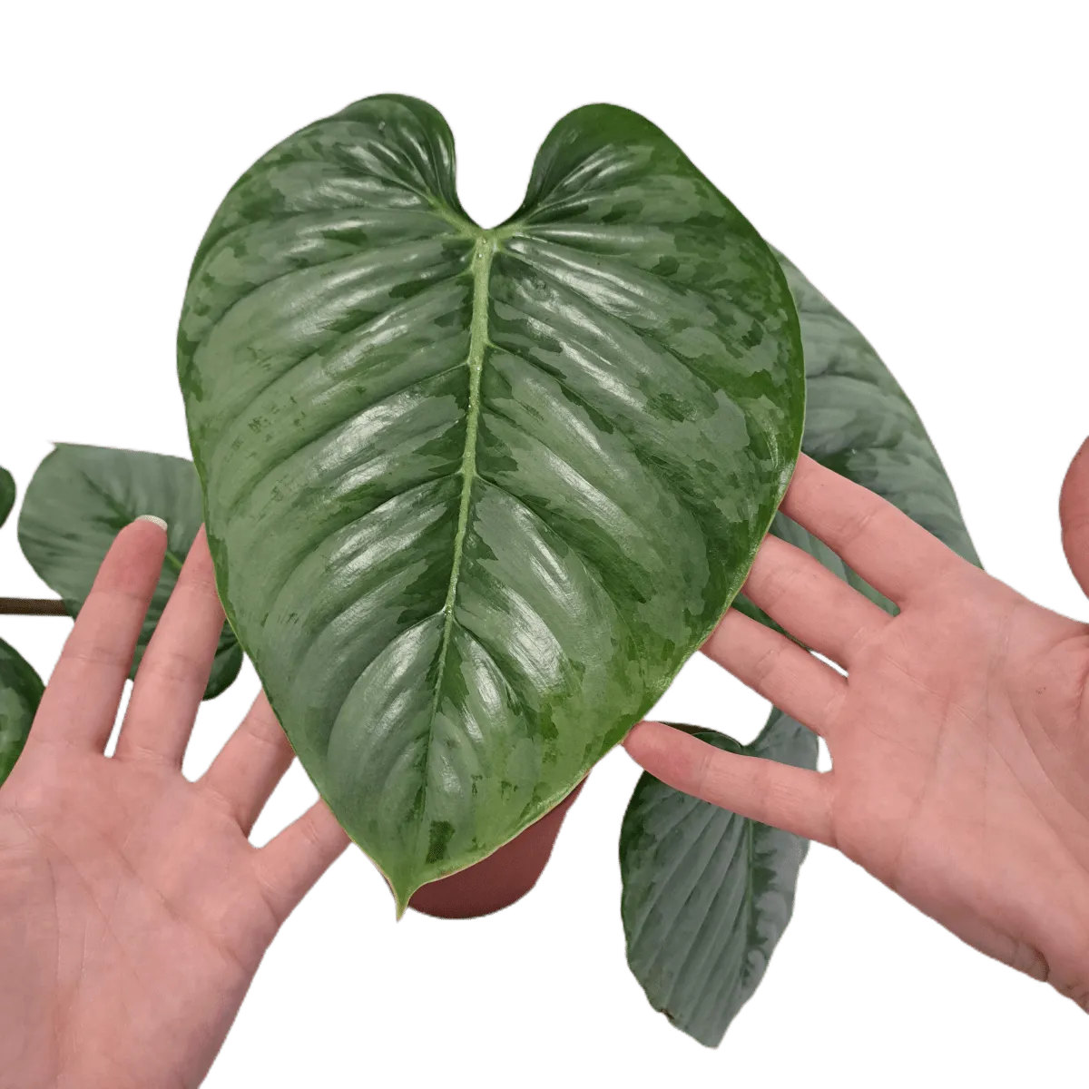 philodendron “sodiroi” - slika 3