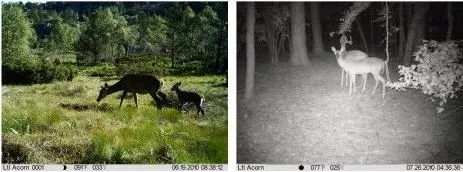 ltl acorn 6310 hd lovačka kamera - slika 2