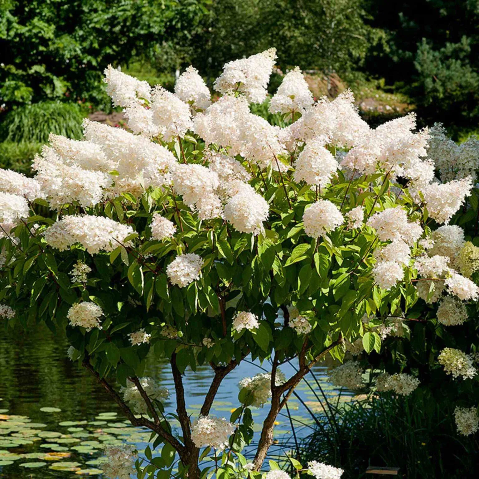 hydrangea paniculata /stablašica - slika 2