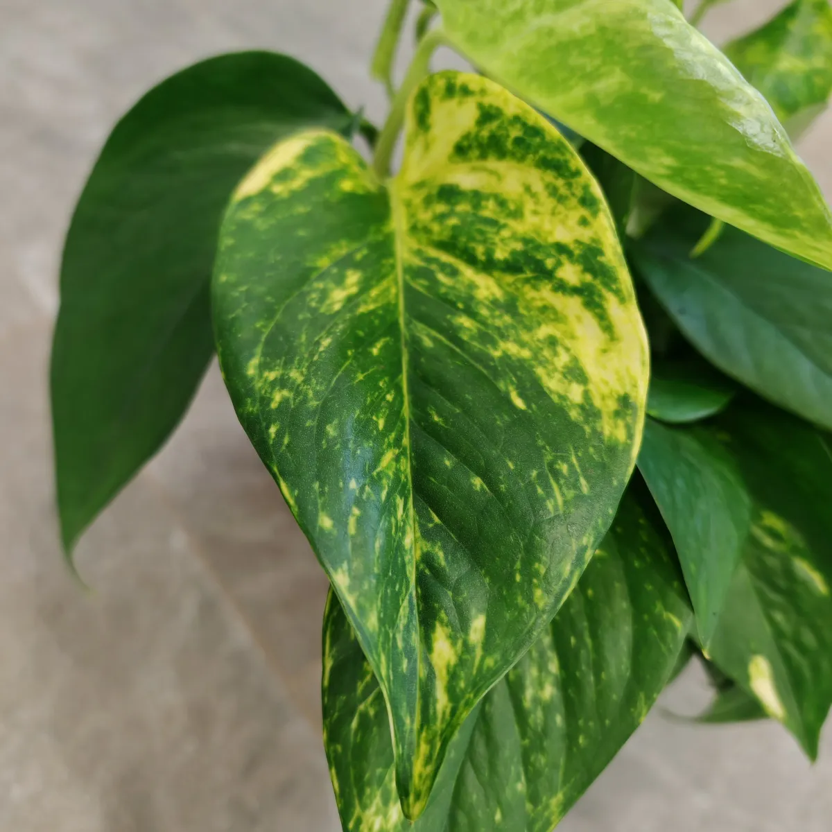epipremnum “hawaiian” - slika 2