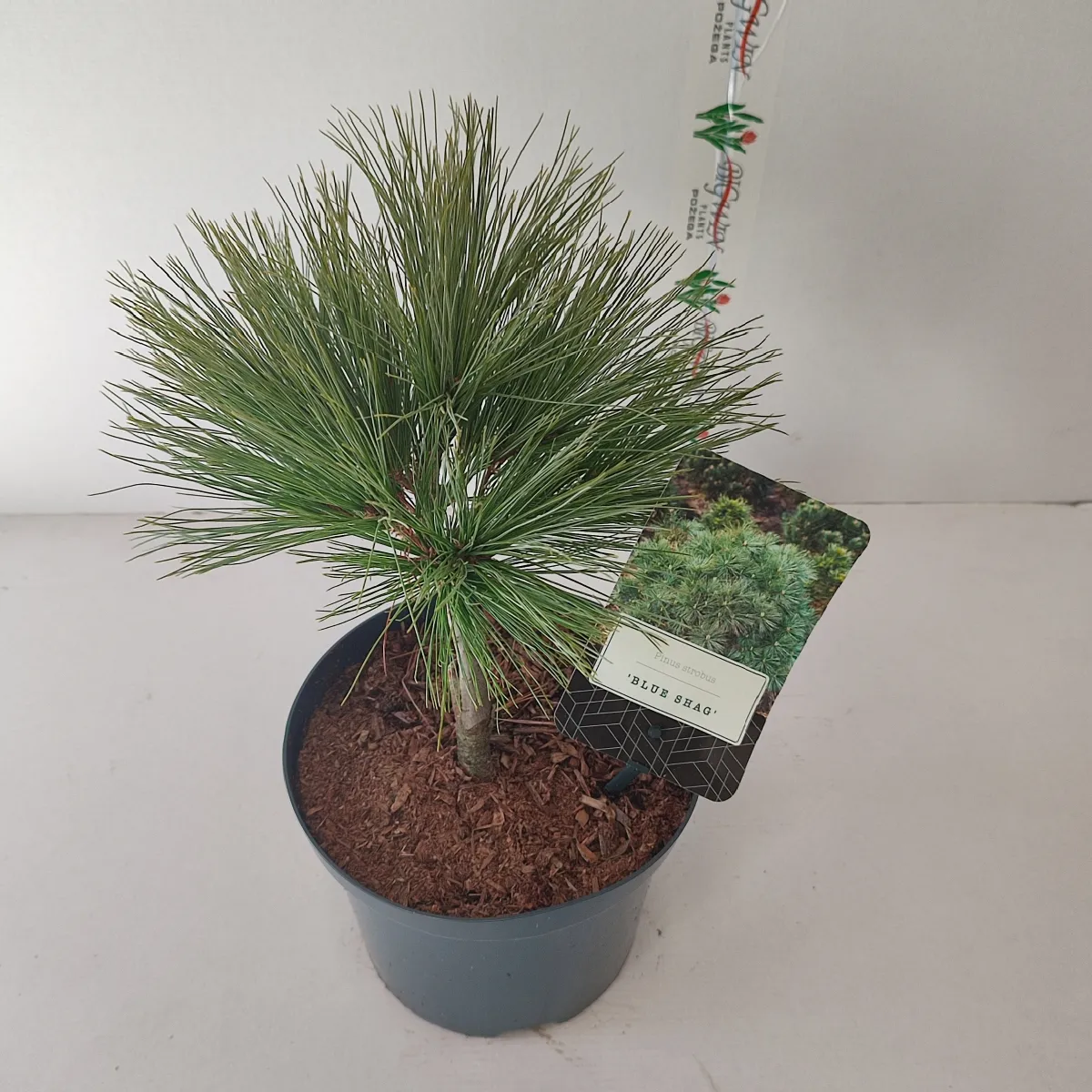 pinus strobus “blue shag” - slika 3
