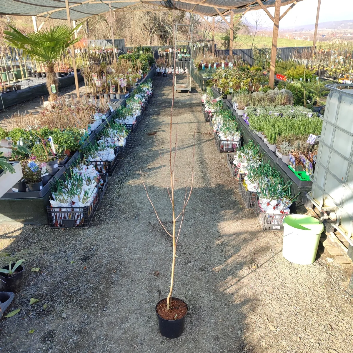 betula utilis ‘jacquemontii’ - slika 2
