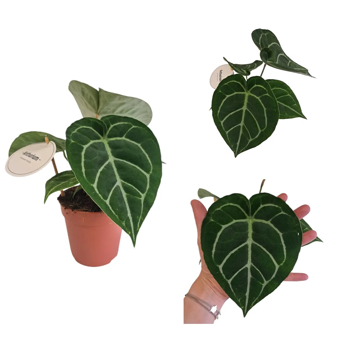ANTHURIUM ‘Crystallinum’ - Brestovac