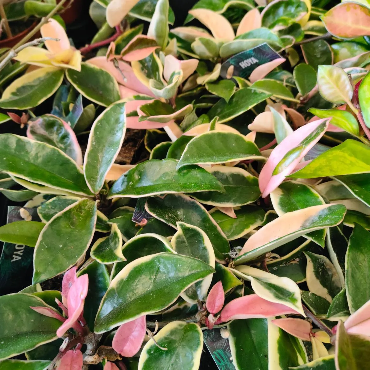 hoya carnosa “albomarginata” - slika 2
