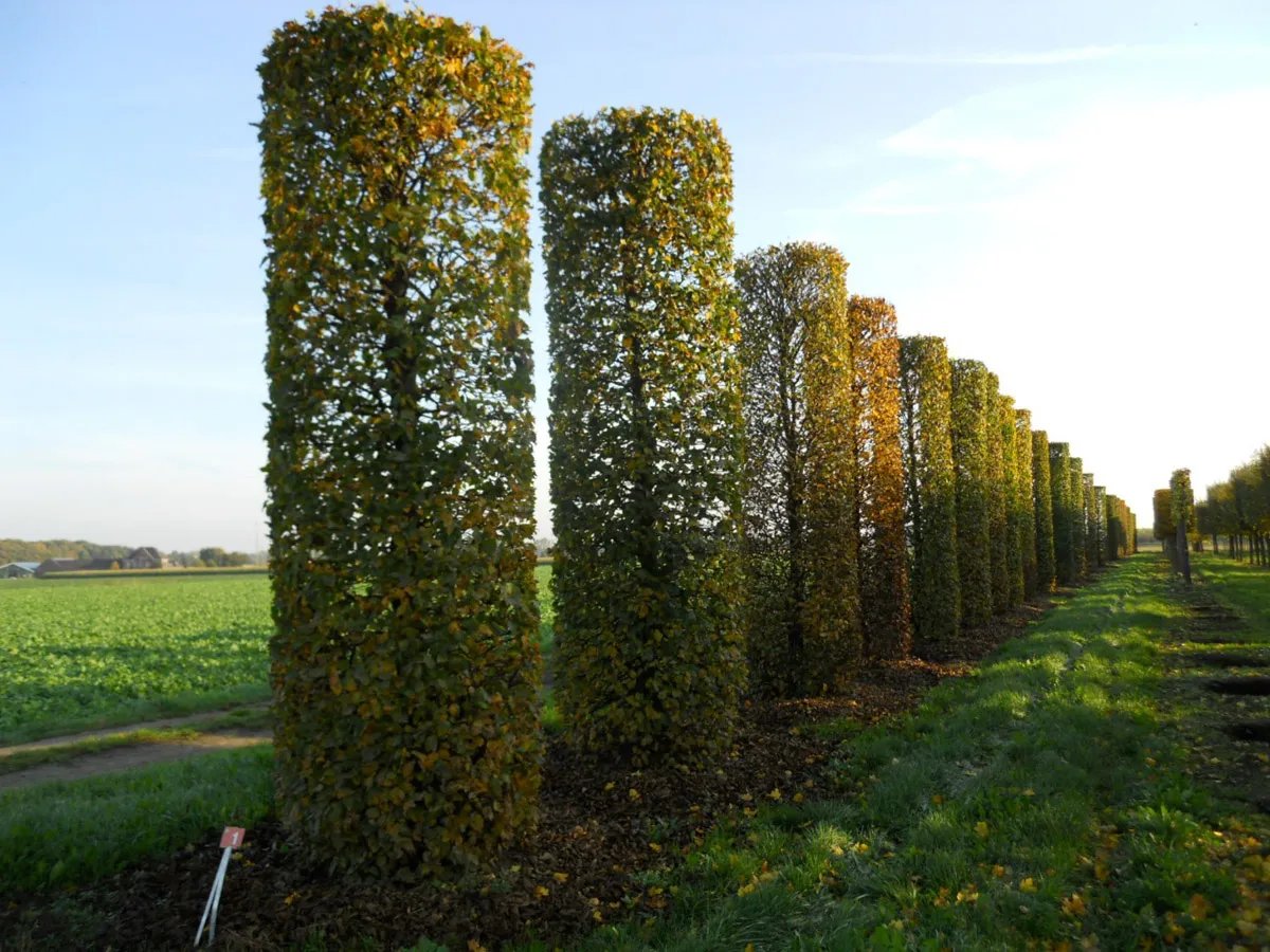 carpinus betulus - slika 2