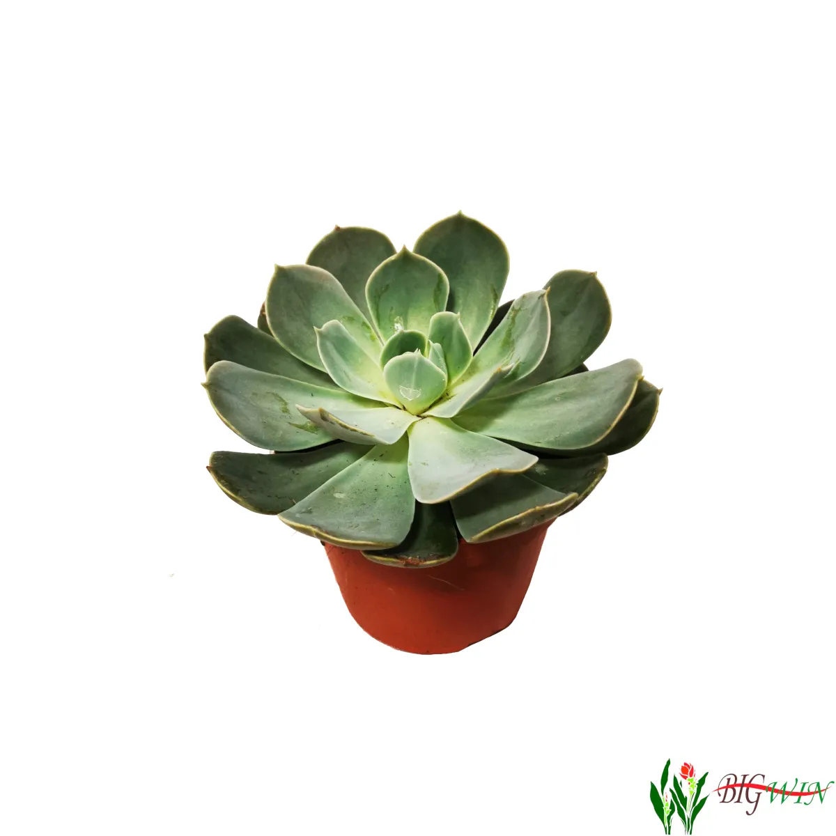 echeveria - sobno cvijeće - slika 6