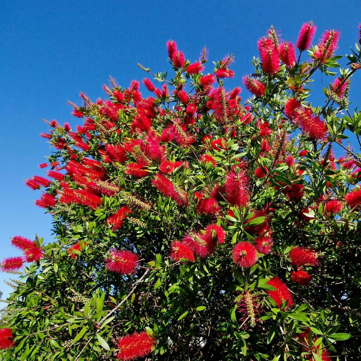 callistemon cit. “splendens” - slika 2