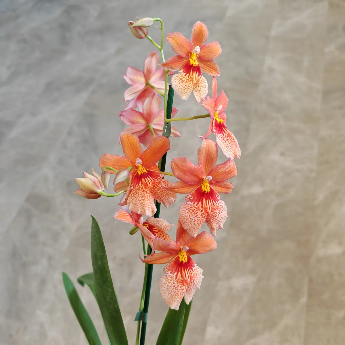 cambria “nelly isler” – orange - slika 5