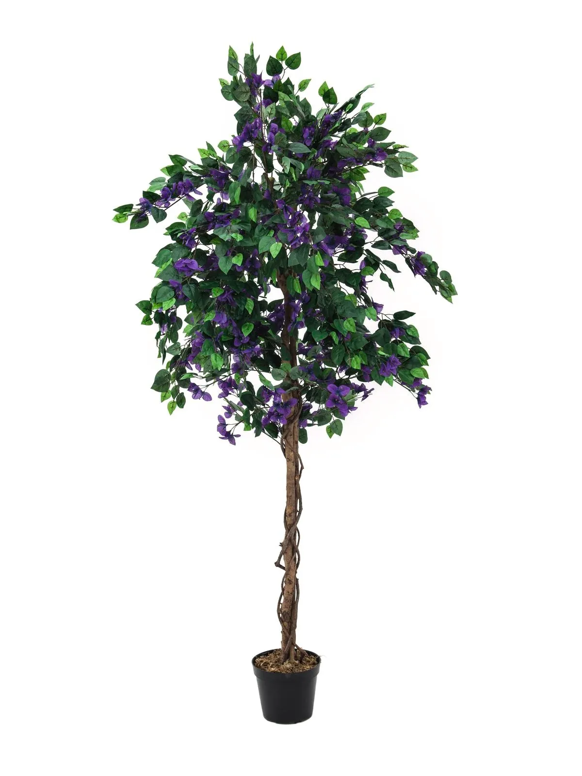 EUROPALMS Bougainvillea, lavender, 180cm - Split