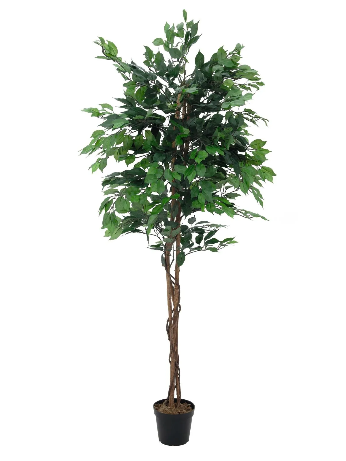 EUROPALMS Ficus tree multi-trunk, 210cm - Split