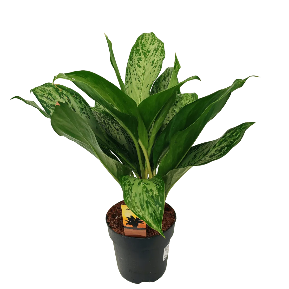 aglaonema “greenlight” - slika 4