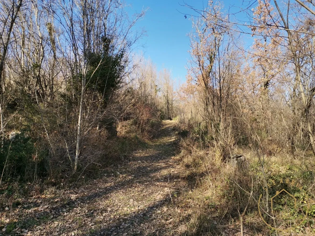 velika šuma sa ruševinom - slika 8