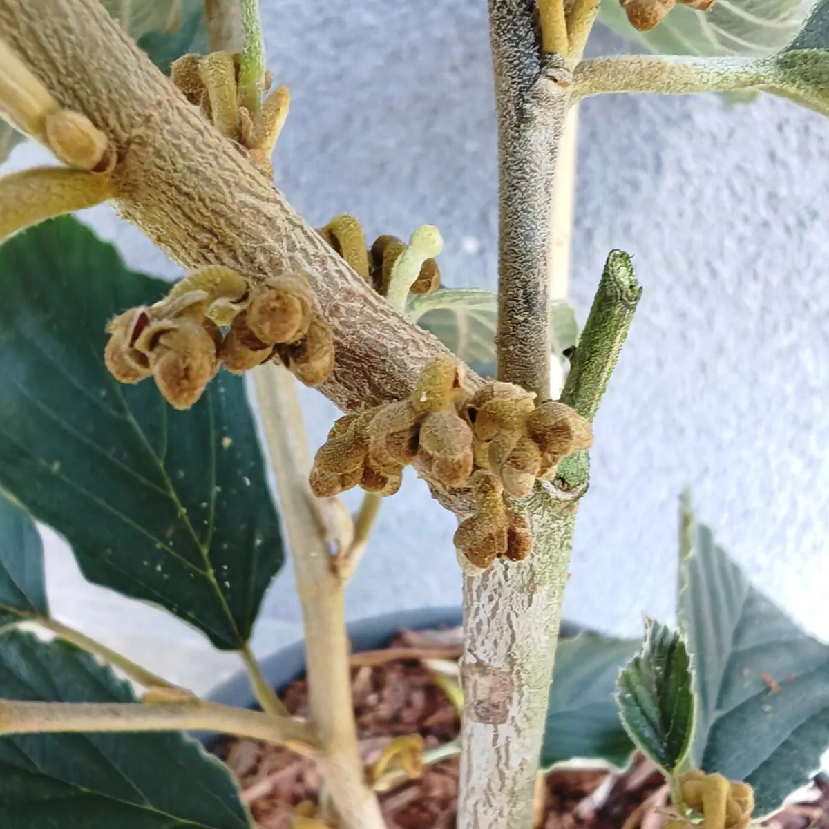 hamamelis int. “arnold promise” - slika 2