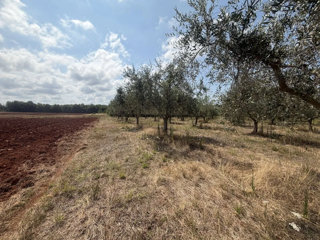 maslinik u rodu – 98 stabala na 3.360 m², kaštelir – okolica, pz-249-1 - slika 5