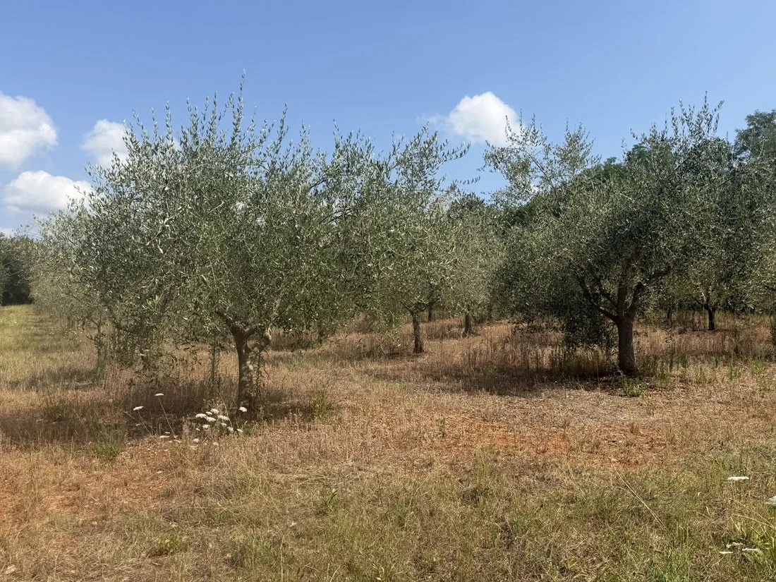 maslinik u rodu – 152 stabla na 4830 m², kaštelir – okolica, pz-249-2 - slika 5
