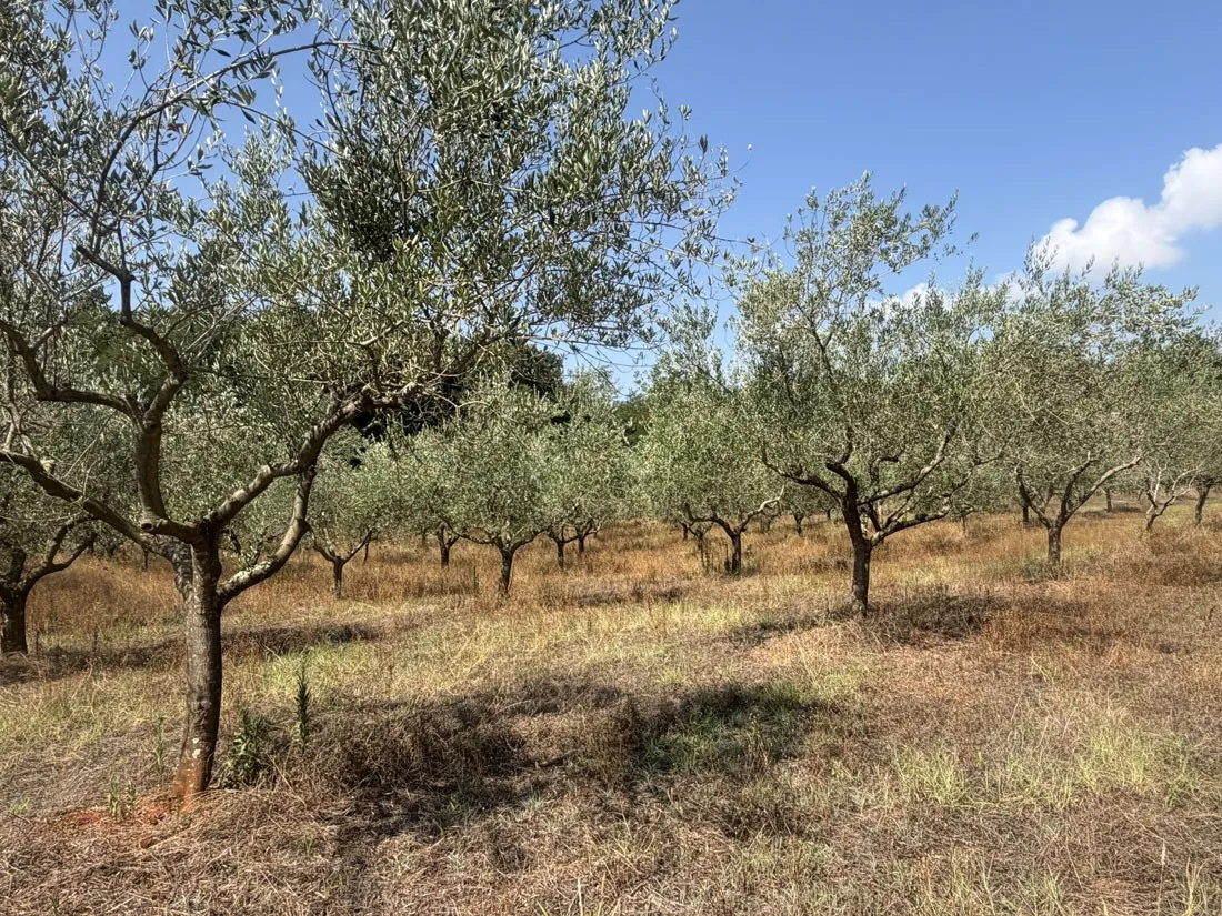 maslinik na 12101m2, 240 stabala u rodu – kaštelir – okolica, pz-249-3 - slika 5