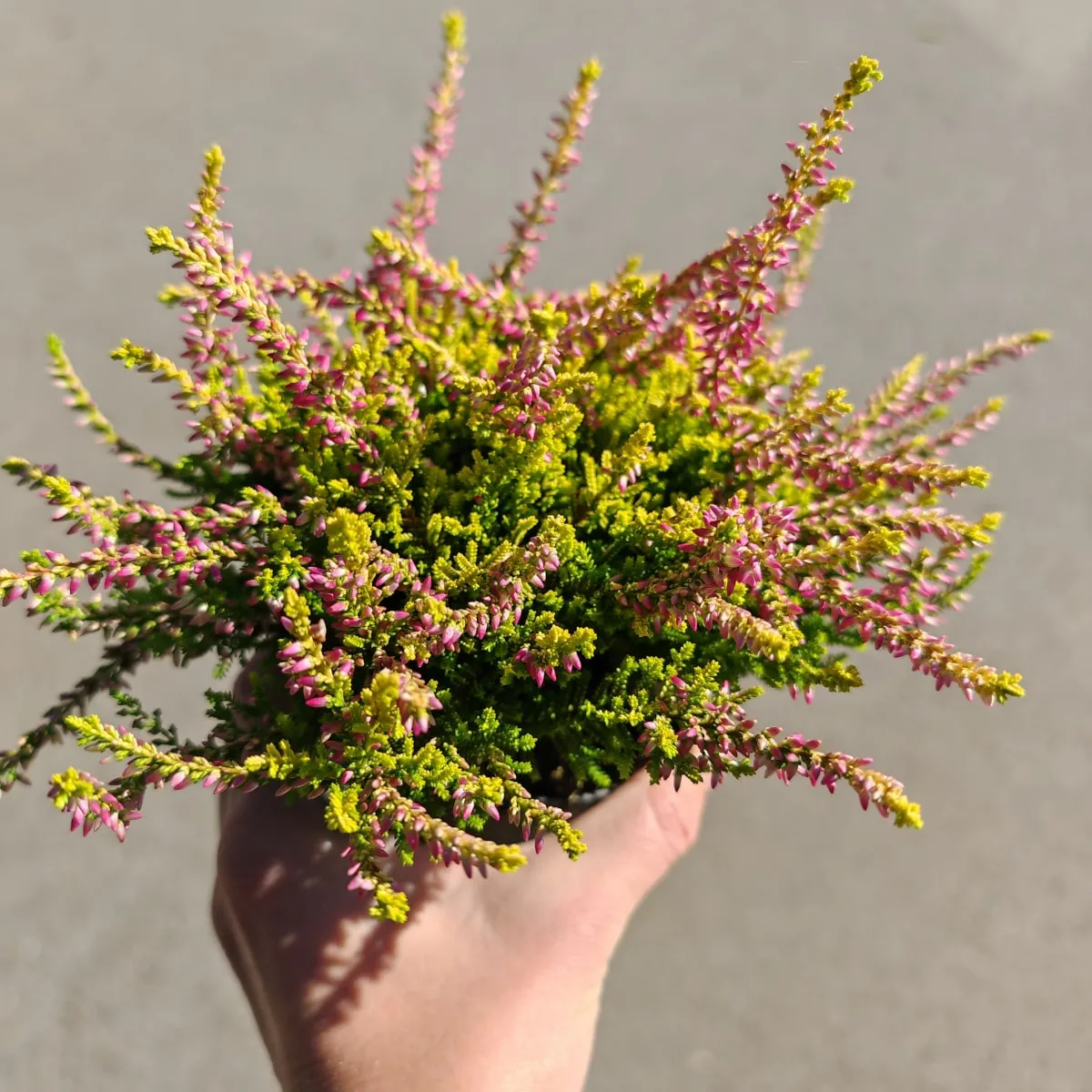 calluna “beauty ladies” - slika 2