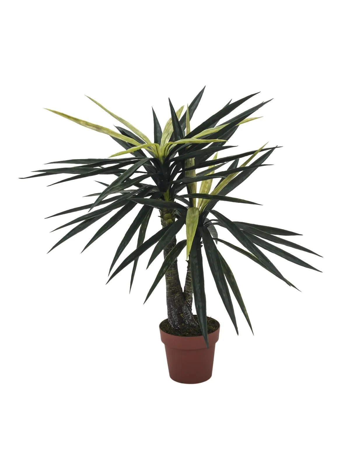 EUROPALMS Yucca, 2 trunks, 115cm - Križevci