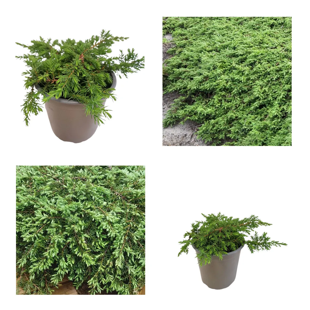 JUNIPERUS C. “Green Carpet” - Nurkovac, Brestovac