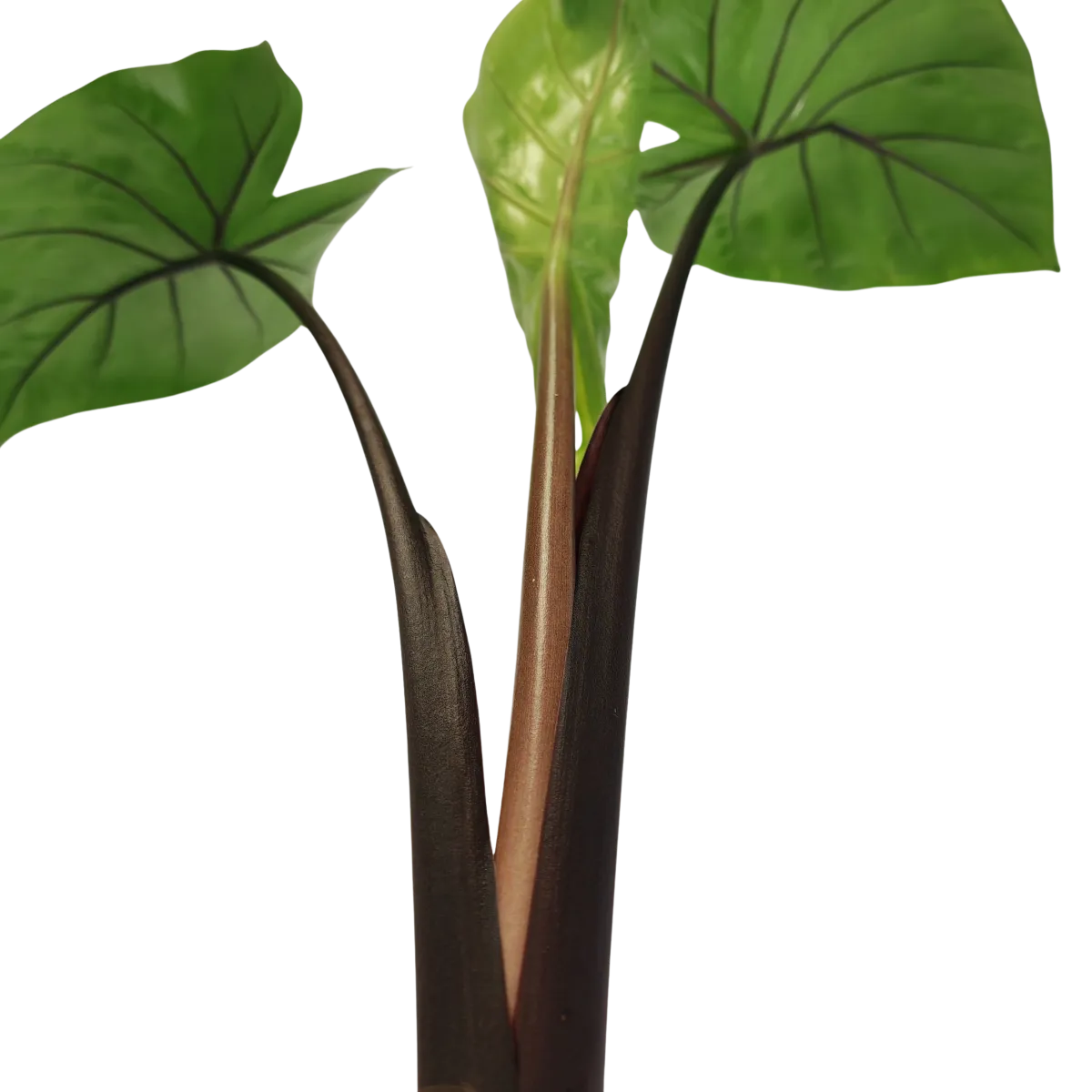 alocasia “black cobra” - slika 2