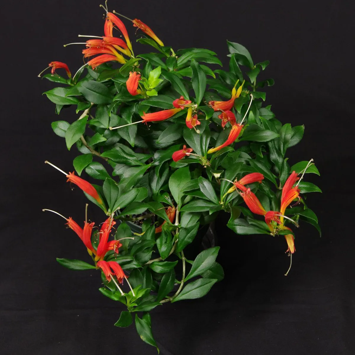 aeschynanthus - slika 5