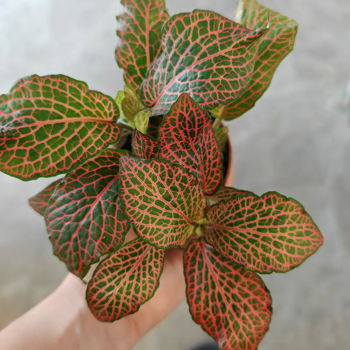 fittonia verschaffeltii - slika 9