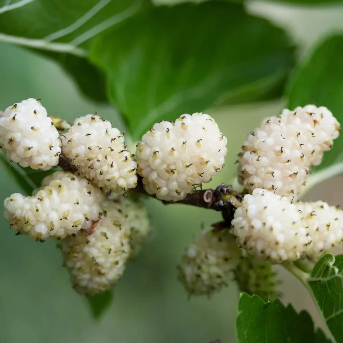 MORUS ALBA “Macrophylla”/bijeli dud - Brestovac