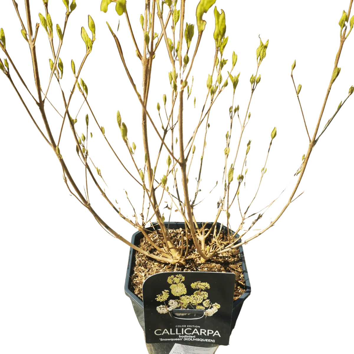 callicarpa “magical snowqueen” - slika 3