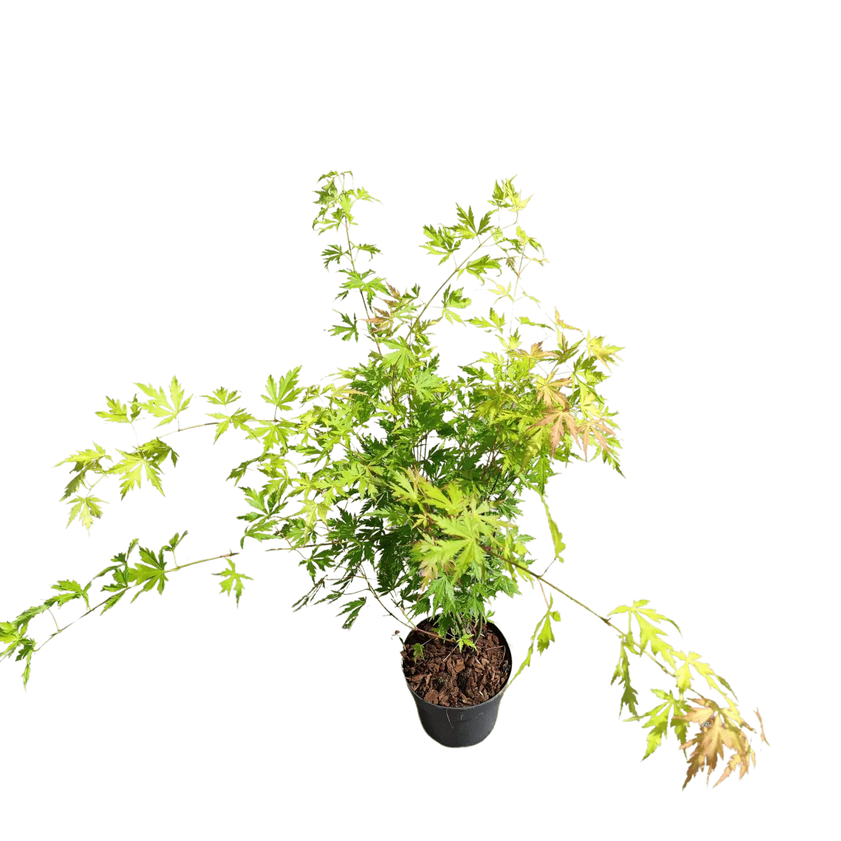 acer palmatum “orange lace” - slika 3
