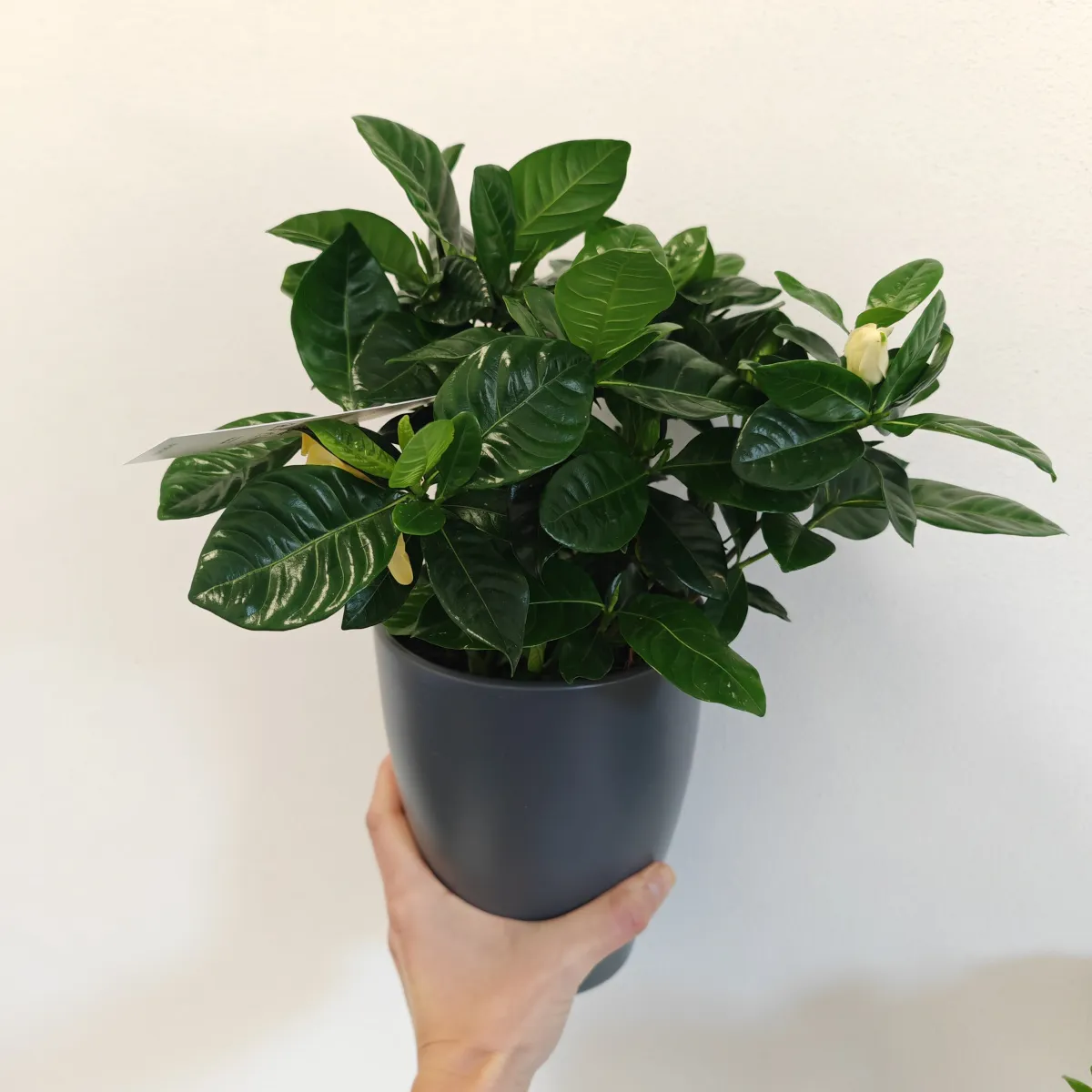 gardenia jasminoides - slika 2