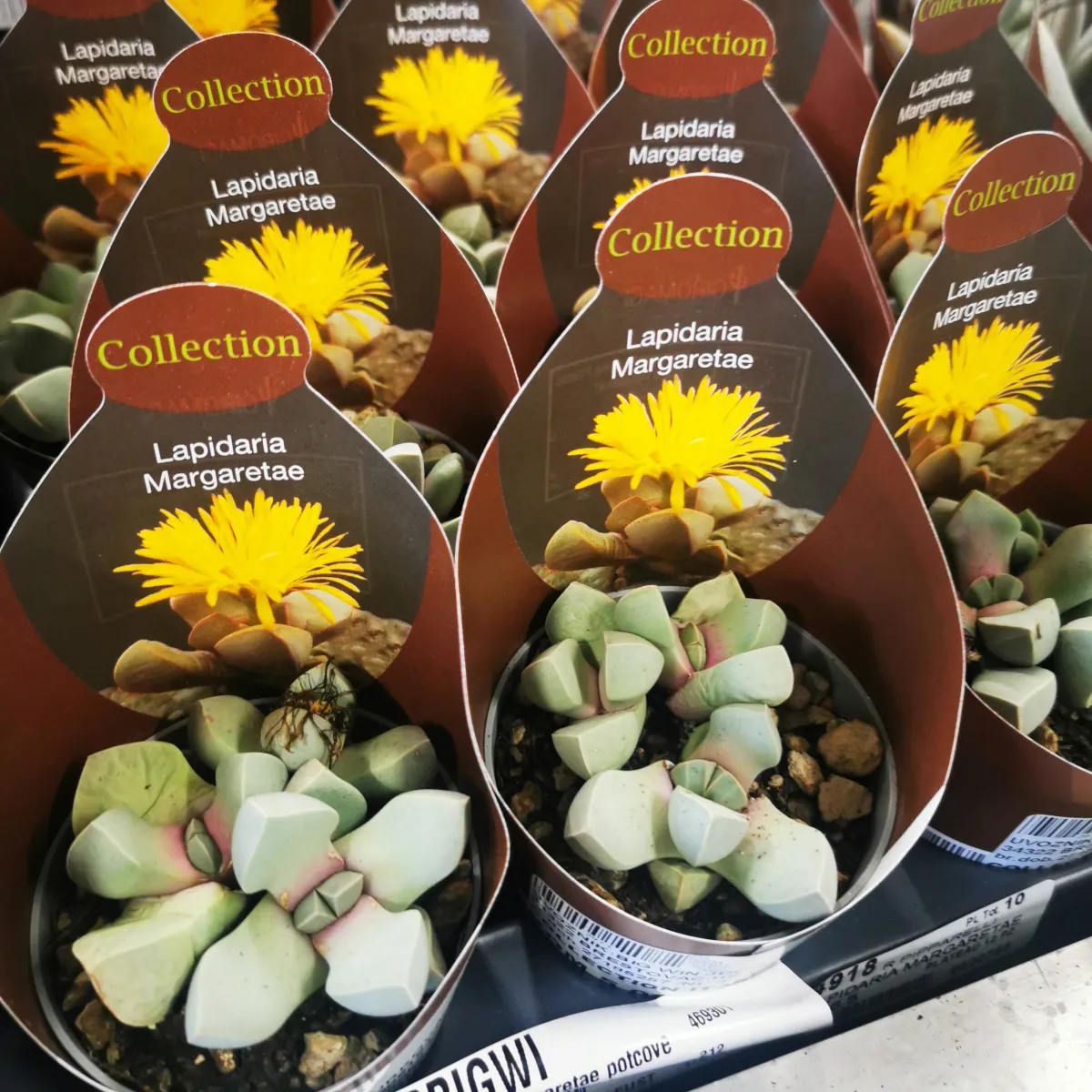 lapidaria margaretae - slika 3