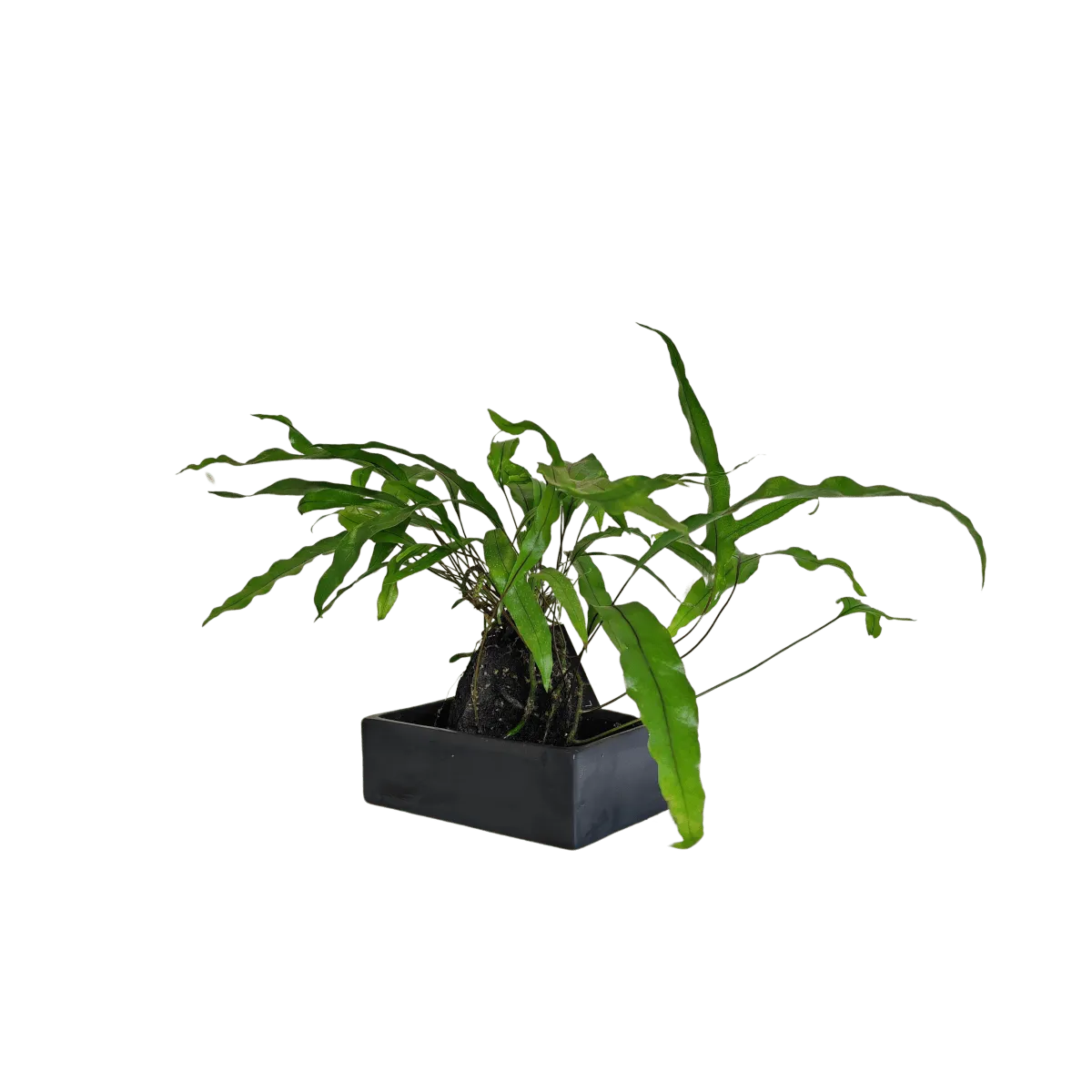 microsorum diversifolium na vulkanskom kamenu - slika 4