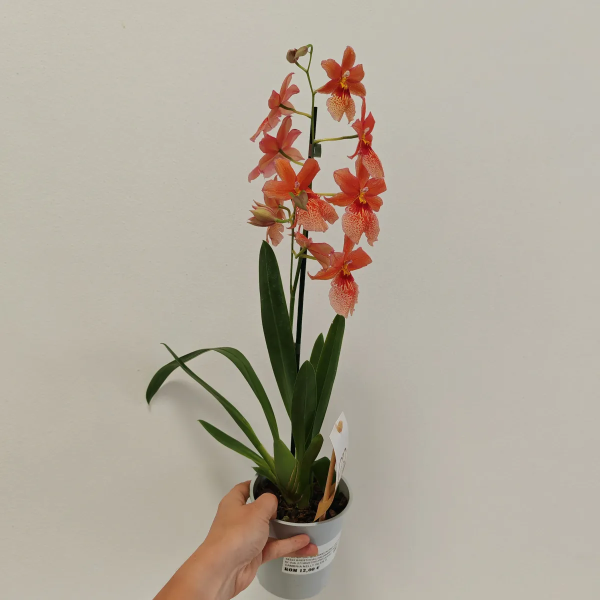 cambria “nelly isler” – orange - slika 3