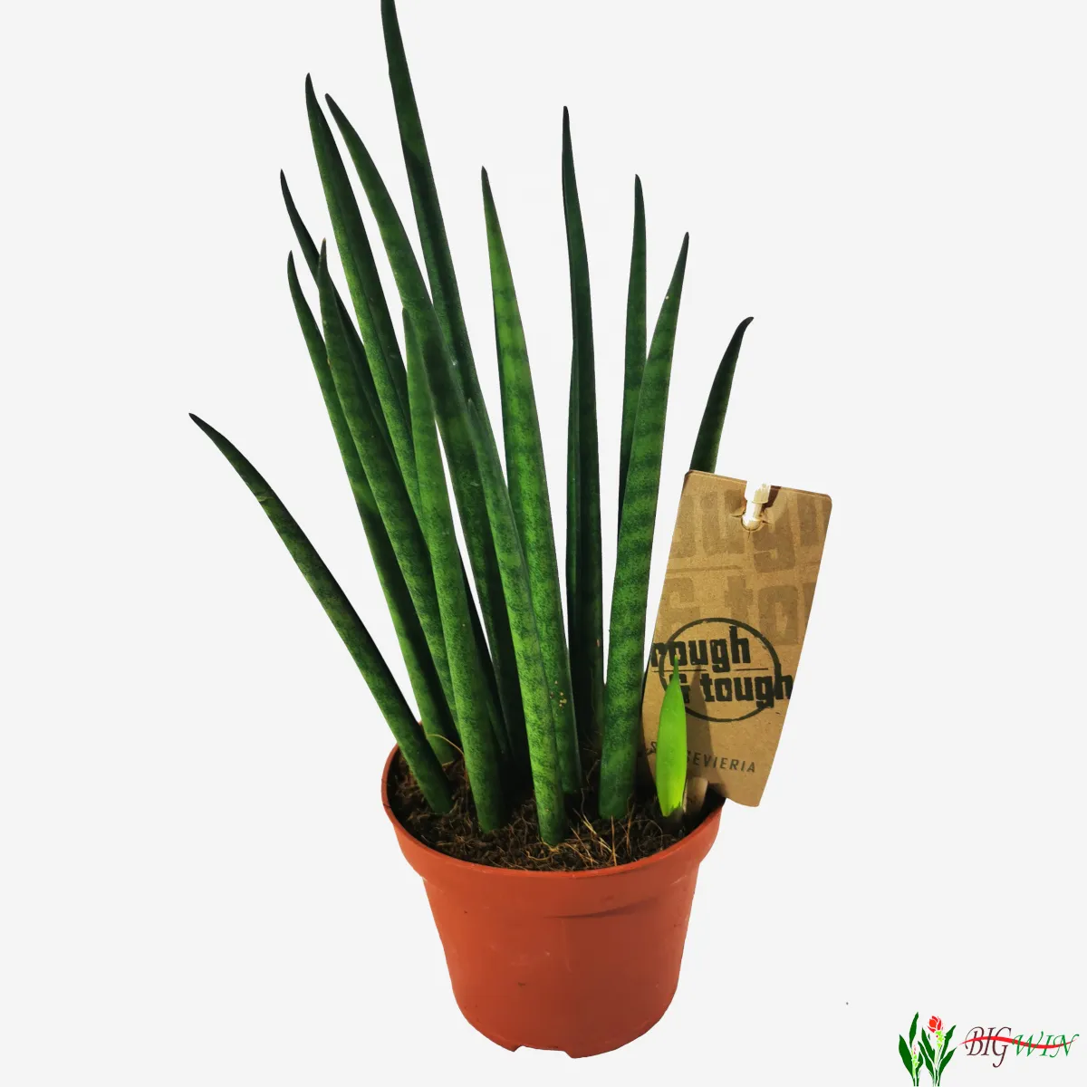 SANSEVIERIA BAC “Mikado” - Brestovac