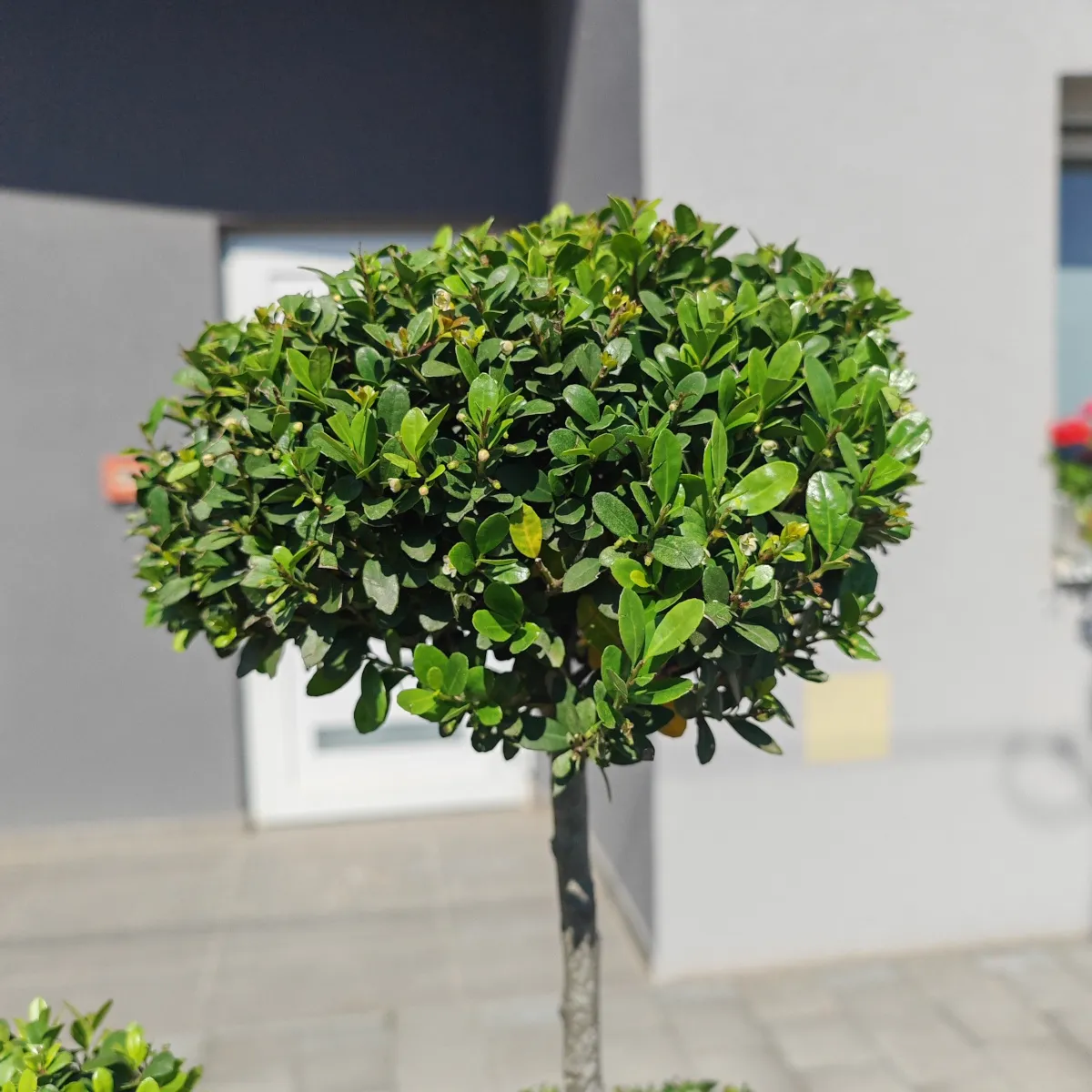 ilex crenata “dark green bonsai” - slika 2