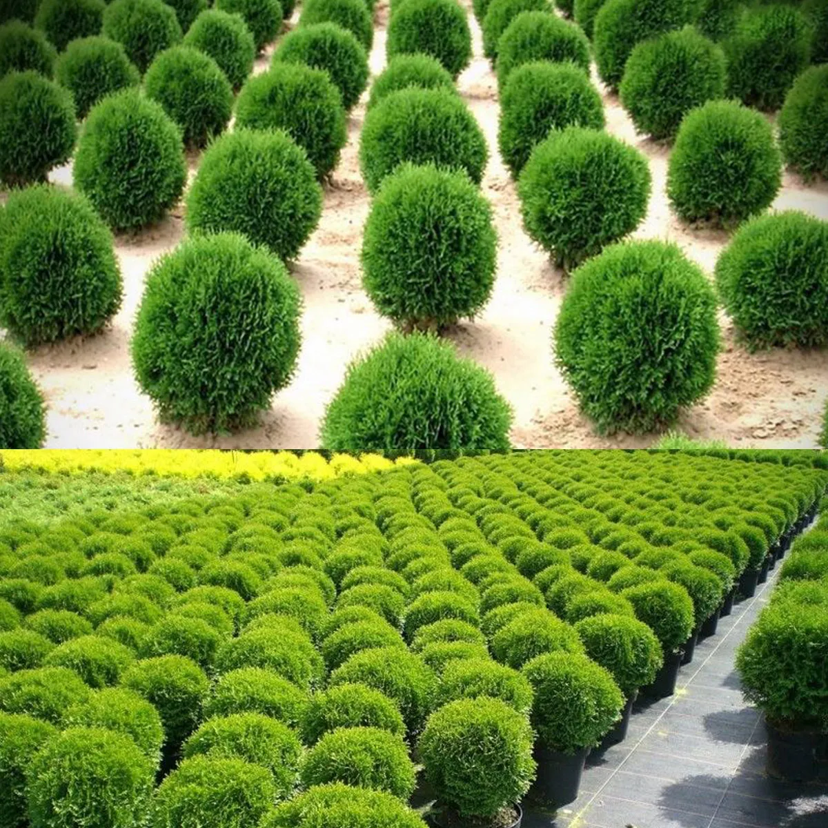thuja occ “tiny tim” - slika 2