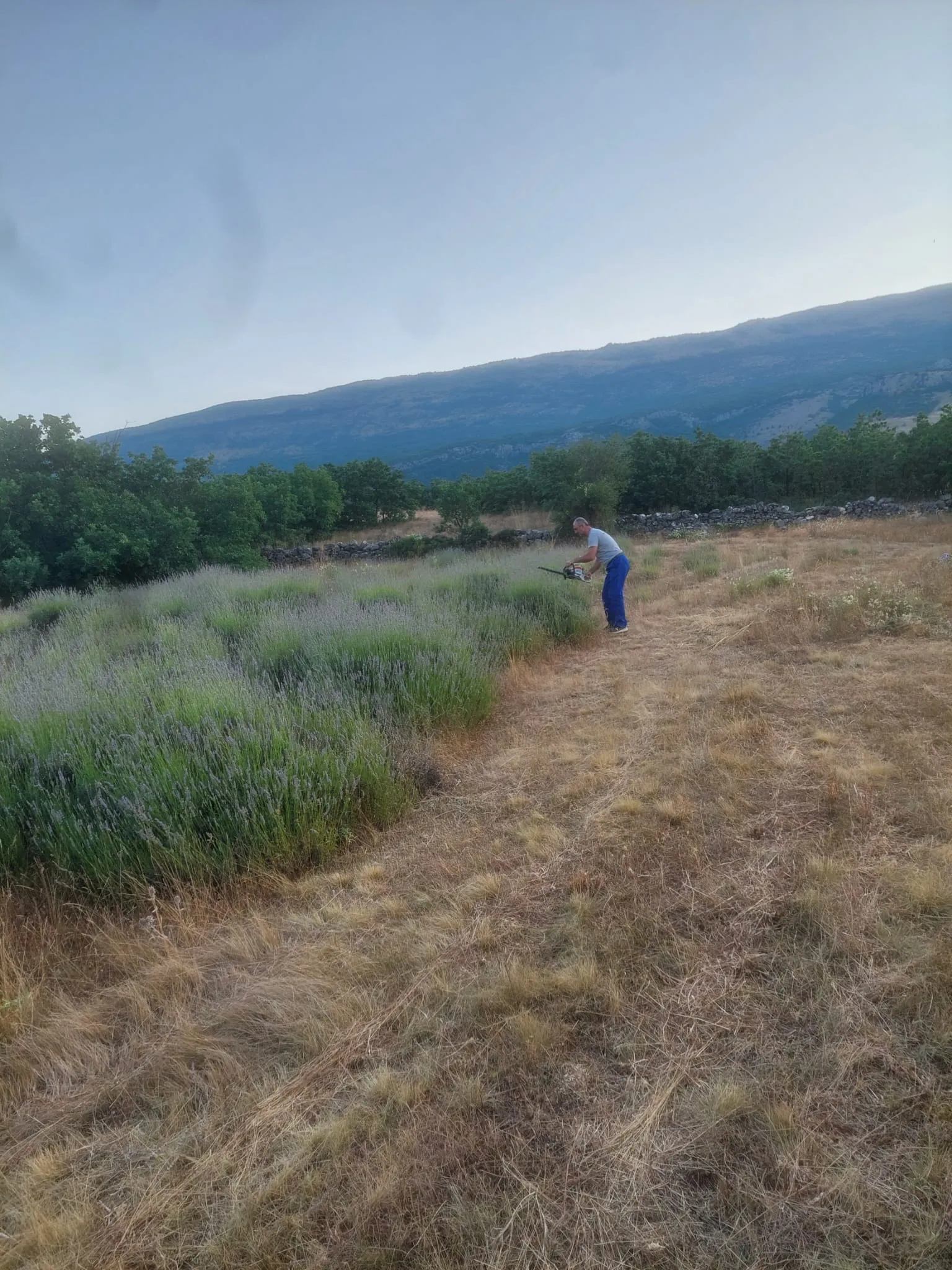 eterično ulje lavande - slika 3
