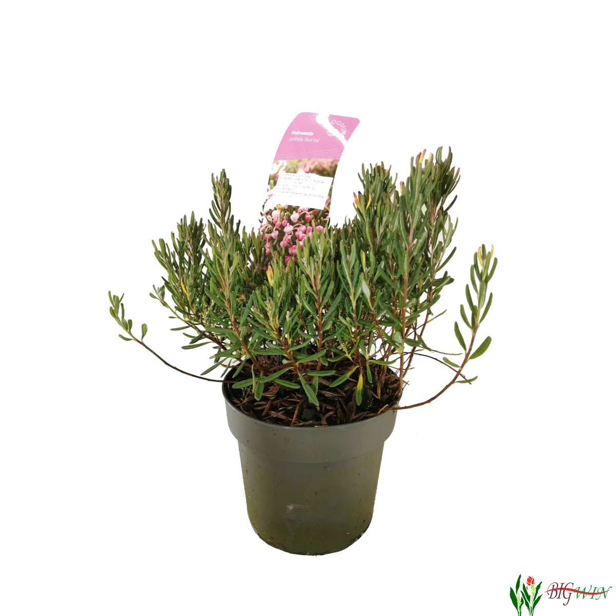 andromeda pol. “compacta pink” - slika 3